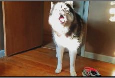Husky Claims ‘Self-Defense’ When Mom Accused Him Of Stealing Her Shoe