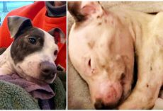He Adopted A Puppy Just So He Could Shoot Him And Slam Him Against Walls