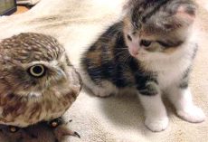 Kitten And Owl Take To Each Other, Become Best Friends