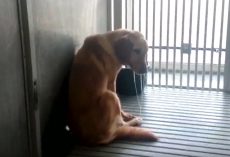 Dogs Are Being Purposely Bred To Have Muscular Dystrophy, And It’s All For Naught