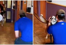 Lost For 3-Yrs, He Howls With Joy When He Sees His Dad Standing In Front Of Him