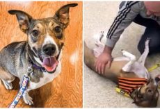 Man Went To Pet Adoption Event And Ended Up Finding His Long-Lost Best Friend