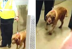 Military Dog Was Taken Away From Her Sergeant. 2-Years Later & She Heard Him Call Her Name
