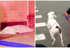 Off-Duty Secret Service Agent Opens Fire On Leashed Dog, Killing Him