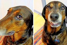 Cute Dog Shamelessly Tries To Smile His Way Out After He’s Caught Stealing Food