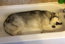 Mom Pulled Back Shower Curtain To Find Husky In Tub, Throwing “Temper Tantrum”