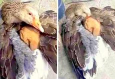 Newborn Puppy Dumped To Die In The Cold, Kind Goose Shelters Him Under Her Wings