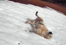 Owners Found Their Dog Playing On A Hill With ‘Genius’ Game He Invented
