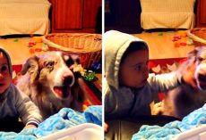 Mom Tries To Make Baby Say “Mama”, Baby Gets Jealous When Dog Says It First