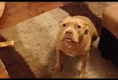 Pit Bull Doesn’t Like Her Dad Coming Home Late, Gives Him An Earful
