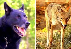 Teen Paralyzed In Woods After Car Crash, Loyal Dog Fights Coyotes To Save Him