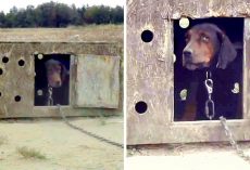 Owners Lock Up “Ugly & Dirty” Dog Her Whole Life, She Wonders Who Will Love Her