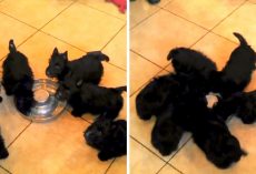 Excited Puppies Are So Happy To Get Milk That They End Up In A Puppy-Pinwheel