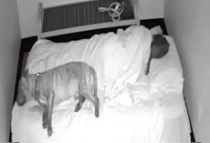 Shelter Dogs Are Terrified During Storm, Volunteer Stays Back To Comfort Them