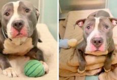 Family Abandons Pit Bull At Shelter Because He’s No Longer Worthy Of Their Love