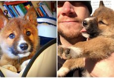 Stray ‘Puppy’ Was Dropped Into Yard And Turns Out, He’s Not A ‘Puppy’ At All