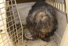 Dog Found With Cockroaches Using Her Fur As A Nest