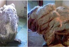They Found A Dog Alone In Kitchen, ‘Relieved’ After 4 Trash Bags Of Fur Were Shaved Off
