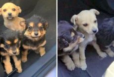 Owner Doesn’t Want Pups And Abandons Them On Busy Street To Become Roadkill