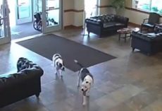 Two Pit Bulls Casually Stroll Into Hospital And Take Themselves On A Tour
