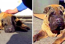 Kids Torture Old Dog With Firecrackers, Owner Kicks Poor Dog Out When He Cries
