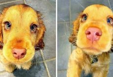 Puppy With Gorgeous Eyes Is Everyone’s Favorite, But Some People Hate Her