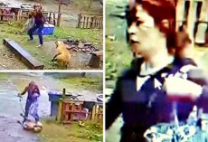 Savage Woman Punches, Kicks & Bites 8-Month-Old Dog, No Charges Filed Yet