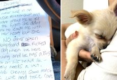 Woman Found Puppy Abandoned In Airport Bathroom And Reads Owner’s Note About Boyfriend’s Abuse