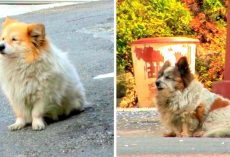 Blind Dog Refuses To Leave Spot Where She Was Abandoned, Waits For Over 10 Yrs