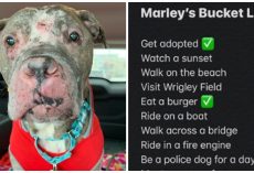 Couple Adopts Dying Dog To Make Rest Of His Life The Best Of His Life