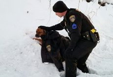 Cop Comforts Pup Hit By Car, Drapes His Jacket Over Her While They Wait For Help