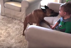 Dog Doing Zoomies Stops Every Lap To Get In Brother’s Face And Give Kisses