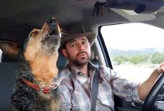 Country-Loving Dog Can’t Resist Singing Along Whenever Her Favorite Song Comes On