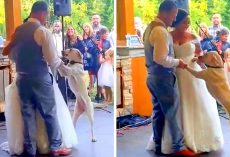Dog Feels The Love On Mom & Dad’s Wedding Day, Joins Them For The First Dance