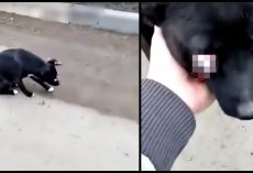 Man Dashed Through Speeding Cars To Help Dog With Eyes Gauged Out
