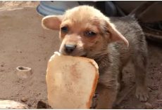 Forgotten Baby Must Fend For Himself In Waste While His Siblings Got New Homes
