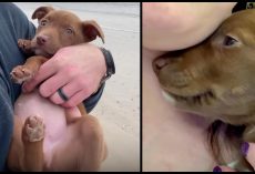 Puppy Found On Interstate Flashes Heart-Melting Grin When Rescuer Talks To Her