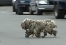 He Stalks Unkempt Dog To Sacred Place No One’s Allowed Into