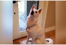 Hero Dog Won’t Stop Barking And Annoyed Dad Saw A Huge Beast Hissing At Their Door