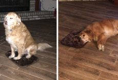 Mom Accidentally Buys Little Dog Bed, Good Boy Pretends Everything’s Okay