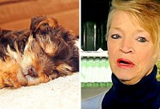 Sick Abuser Steals Elderly Woman’s Innocent Dog, Kicks & Stomps Him To Death