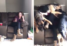 Soldier Returns Home To Her Dogs After 6-Months And They ‘Lost It’