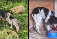 Hunter Punished Under-Fed Dog For Eating Her Kill, She’s Still Afraid To Eat