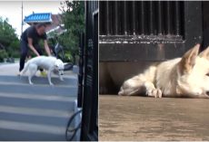 Unloved Dog Crawls Under Their Gate Asking For A Home, But Wife Won’t Give In