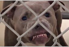Growling Pit Bull Wasn’t Allowed To Be Adopted, Dog-Lover Made It Her Mission