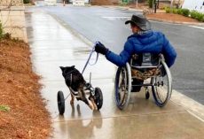 Disabled Dog Kept Getting Returned To Shelter, Began To Feel Like A “Burden”