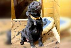 Shelter Puppy Wants A Home So Bad, He Smiles Wide Whenever There’s A Visitor