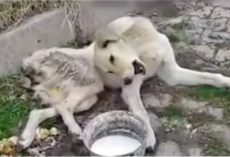 Contorted And Crippled, He Wailed For Days But They Kept Walking Passed Him