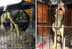 Cops Looking For Owner Who Locked Starving Dogs In A Filthy Shed & Took Off
