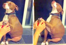 Drama Queen Pit Bull Faints In Slow Motion To Avoid Getting Nails Clipped